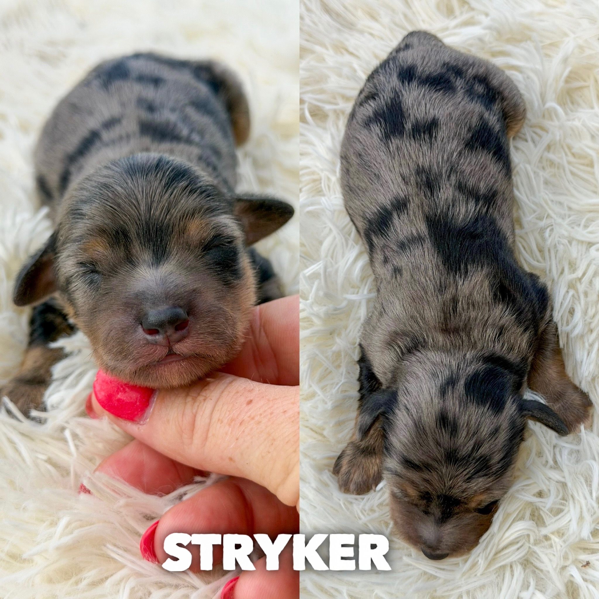 Stryker 1